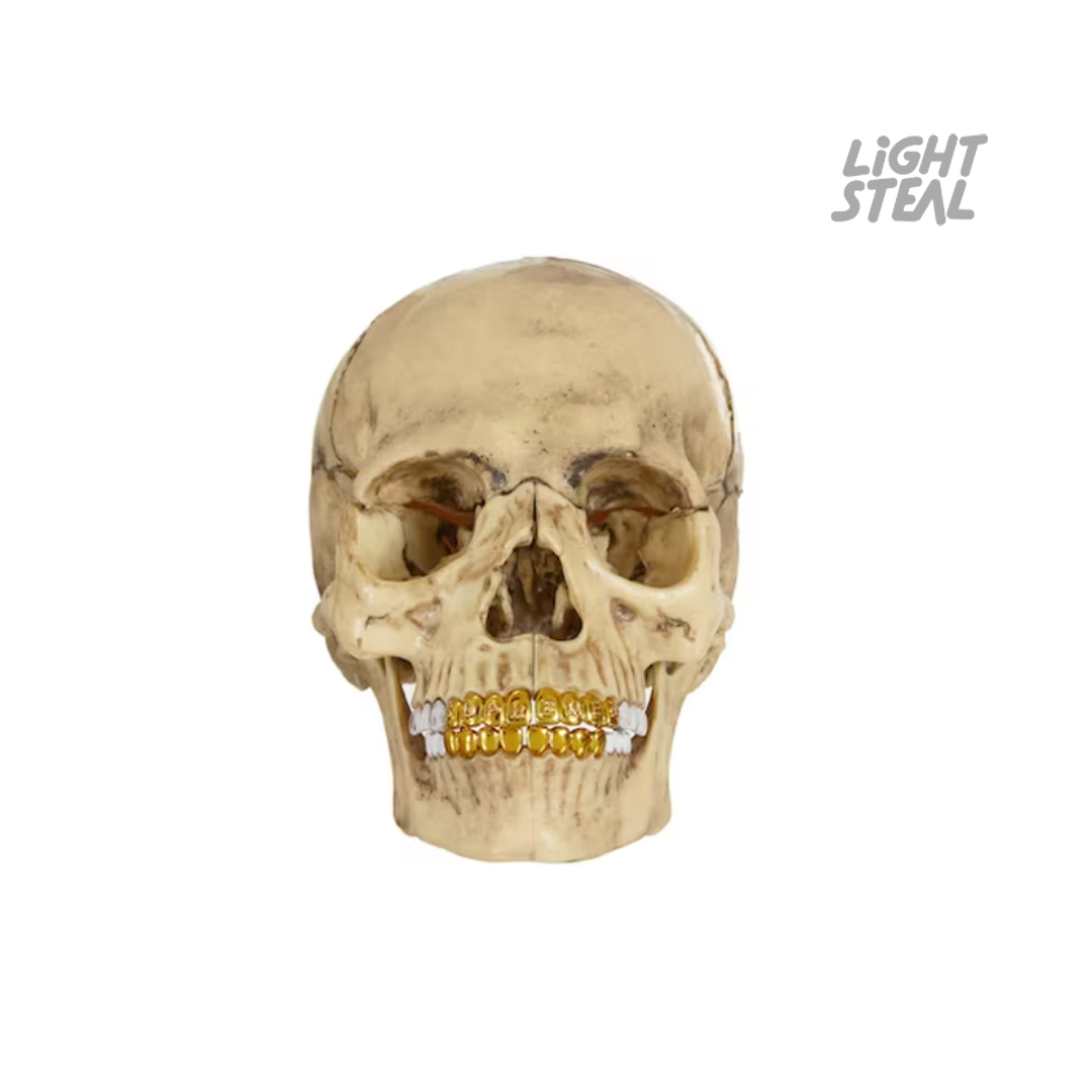 Supreme 4D Model Human Skull Natural - Lightsteal